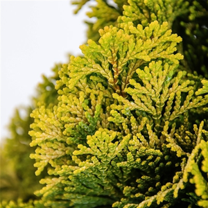 Chamaecyparis obtusa 'Nana Aurea' 3L - image 2