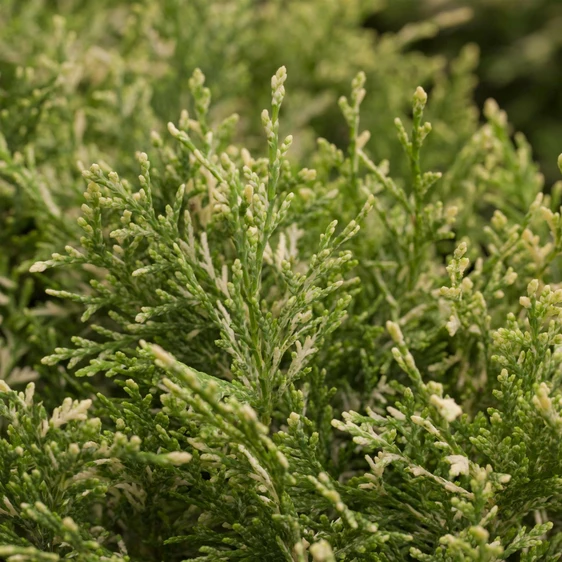 Chamaecyparis lawsoniana 'Pearly Swirls' 3L