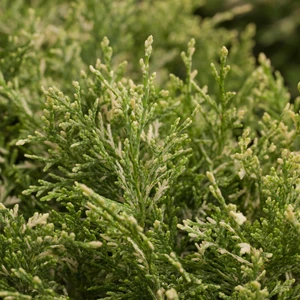 Chamaecyparis lawsoniana 'Pearly Swirls' 1L