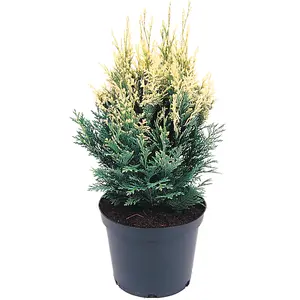 Chamaecyparis obtusa 'Pygmaea Argentea' 1L