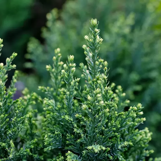 Chamaecyparis lawsoniana 'Snow White' 3L