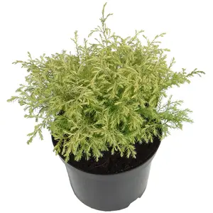 Chamaecyparis pisifera 'Squarrosa Sulphurea' 3L