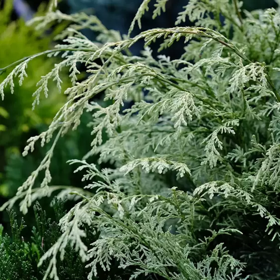 Chamaecyparis lawsoniana 'Summer Snow' 1L