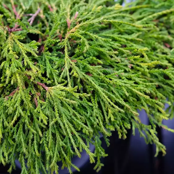 Chamaecyparis pisifera 'Sungold' 7L