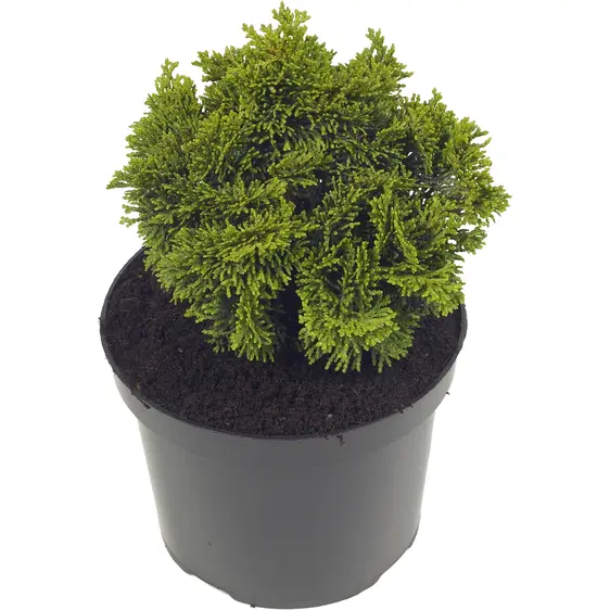 Chamaecyparis obtusa 'Templehof' 1L
