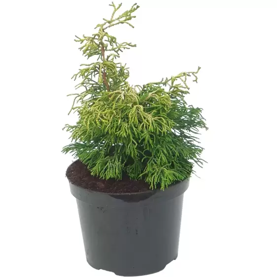 Chamaecyparis obtusa 'Tsatumi Gold' 1L