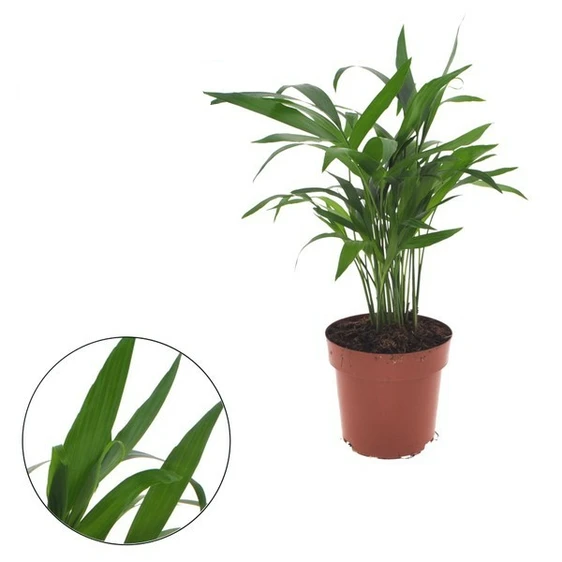Chamaedorea cataractarum 12cm