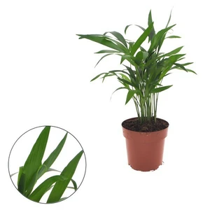 Chamaedorea cataractarum 12cm