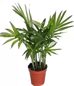 Chamaedorea elegans 7cm
