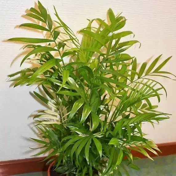 Chamaedorea elegans 'Variegata' 14cm - image 3