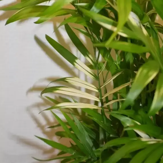 Chamaedorea elegans 'Variegata' 14cm - image 2