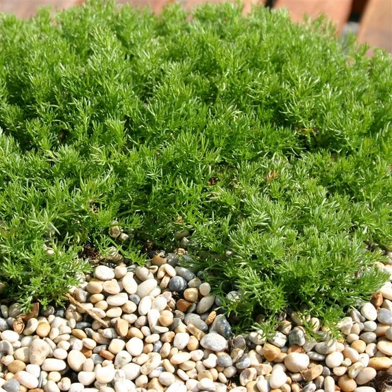 Image Credit: Kernock Park Plants Ltd.