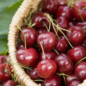Cherry 'Celeste' Gisela 5 - Patio - image 2