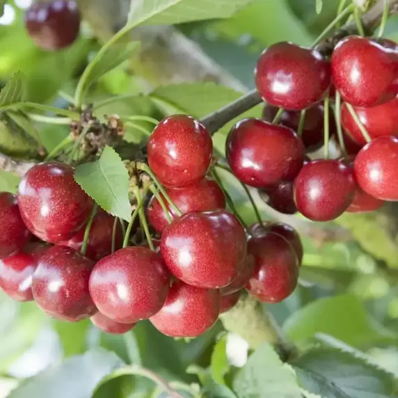 Cherry 'Celeste' Gisela 5 - Patio - image 1