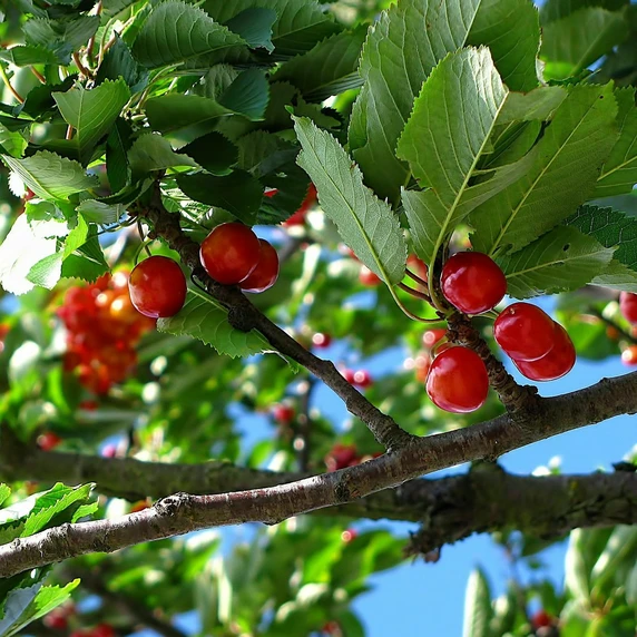 Cherry 'Compact Stella' Gisela 5 - Patio