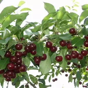 Cherry (Prunus) 'Athos'