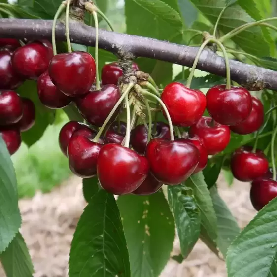 Cherry (Prunus) 'Lapins Cherokee' Gisela 5