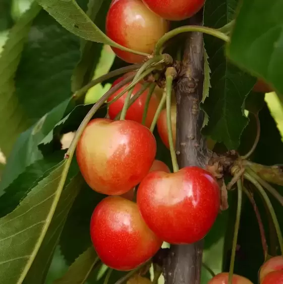 Cherry (Prunus) 'Merton Glory' Gisela 5