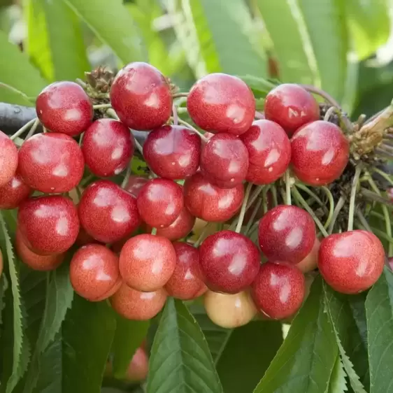 Cherry (Prunus) 'Sweetheart' Gisela 5 - image 1