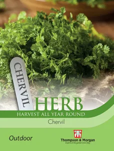 Chervil - image 1