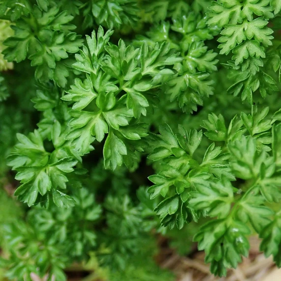 Chervil 8.5cm