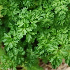 Chervil 8.5cm