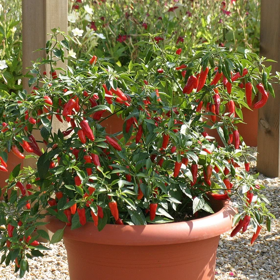 Picture - Ball Horticultural