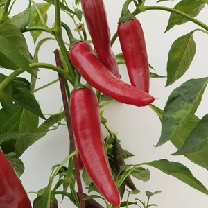 Chilli Pepper 'Big Devil' - Grafted