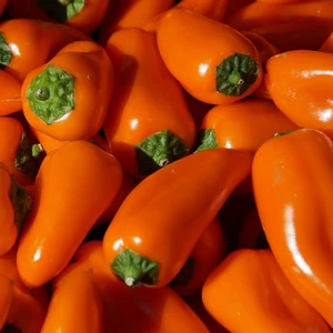 Chilli Pepper 'Cheyenne'