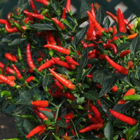 Picture - Ball Horticultural