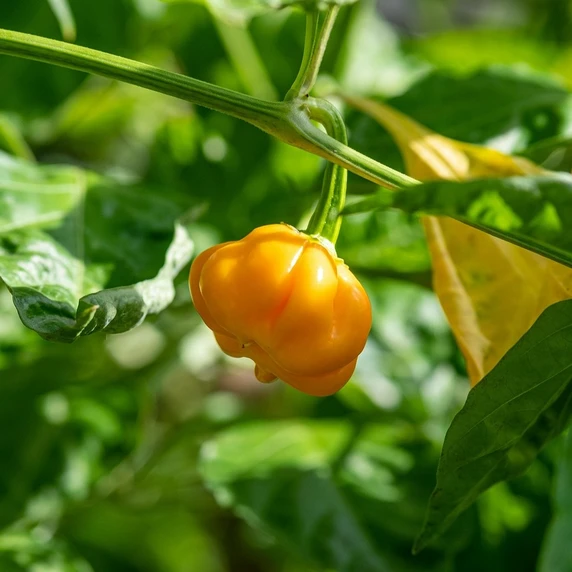Chilli Pepper Grafted 'Jamaican Yellow' 10cm