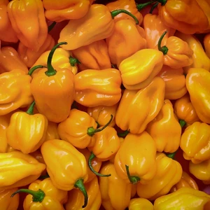 Chilli Pepper 'Habanero Burkina Yellow'