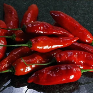 Chilli Pepper 'Habanero Paper Lantern'