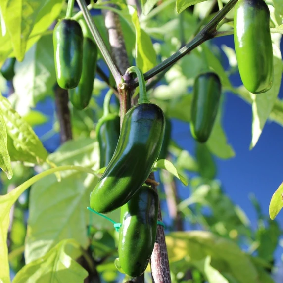 Chilli Pepper 'Jalapeno'