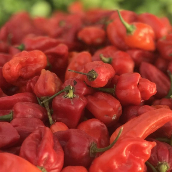 Chilli Pepper 'Scotch Bonnet' 10cm