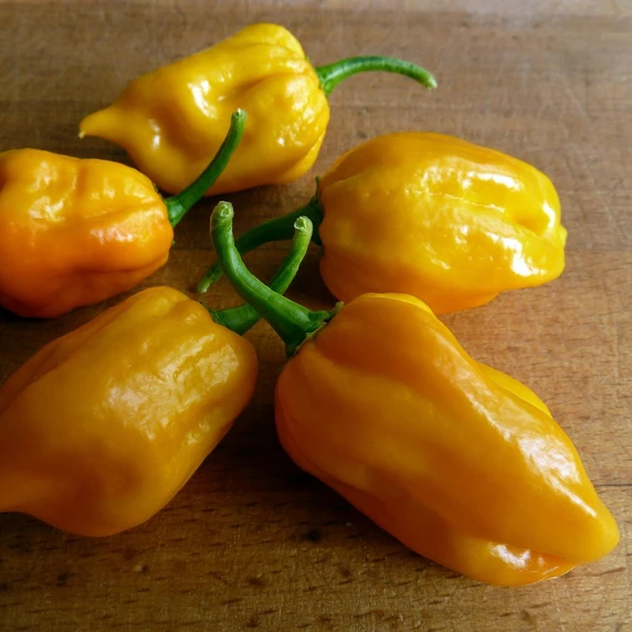 Chilli Pepper 'Trindad Perfume'