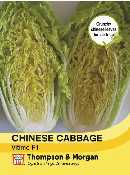 Chinese Cabbage Vitimo - image 1