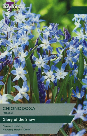 Chionodoxa forbesii