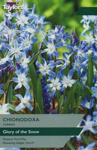 Chionodoxa forbesii