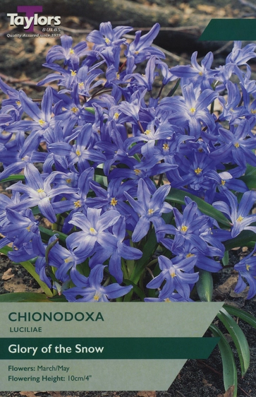 Chionodoxa luciliae