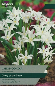 Chionodoxa luciliae Alba