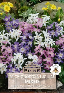 Chionodoxa lucillae Mixed