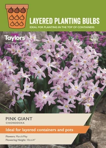 Chionodoxa Pink Giant
