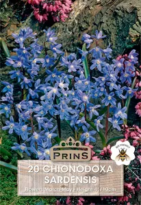 Chionodoxa sardensis