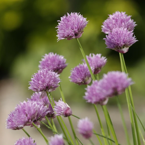 Chives