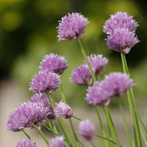 Chives
