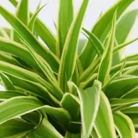 Chlorophytum