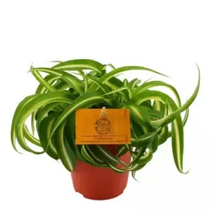 Chlorophytum comosum 'Bonnie' - Caribbean 12cm - image 2