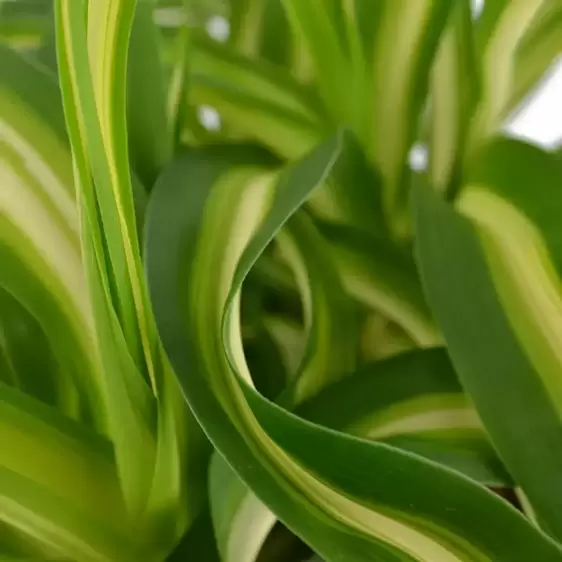 Chlorophytum comosum 'Bonnie' - Caribbean 12cm - image 1
