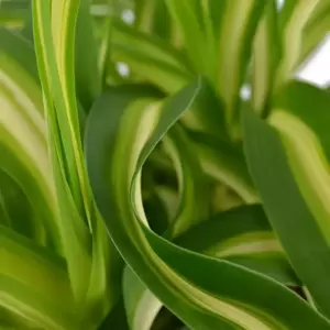 Chlorophytum comosum 'Bonnie' - Caribbean 12cm - image 1